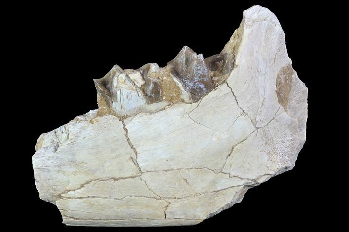 Hyracodon (Running Rhino) Jaw Section - South Dakota #90258
